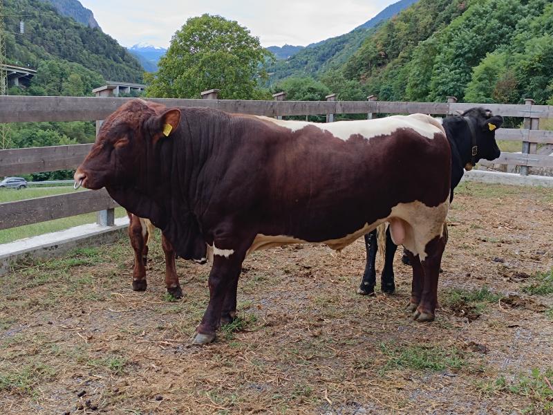 Pinzgauer Stier