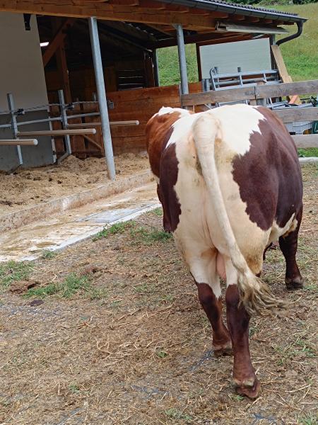 Pinzgauer Stier