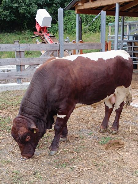 Pinzgauer Stier