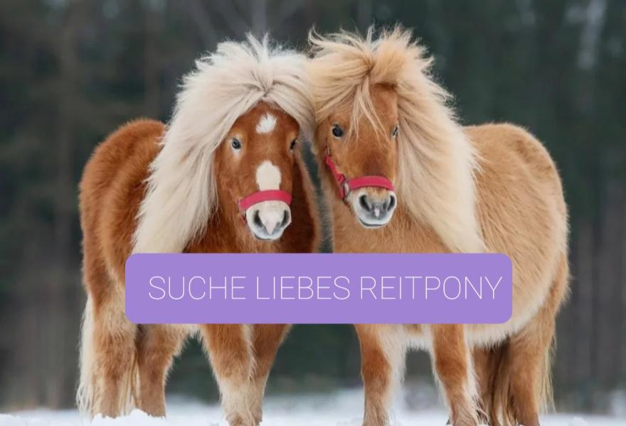 Suche kinderliebes Pony