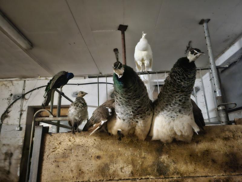 Verschiedene Pfau