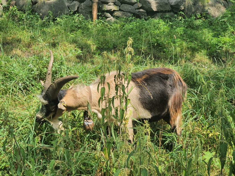 passeirer ziegenbock