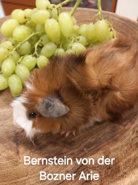 Rassenmeerschweinchen