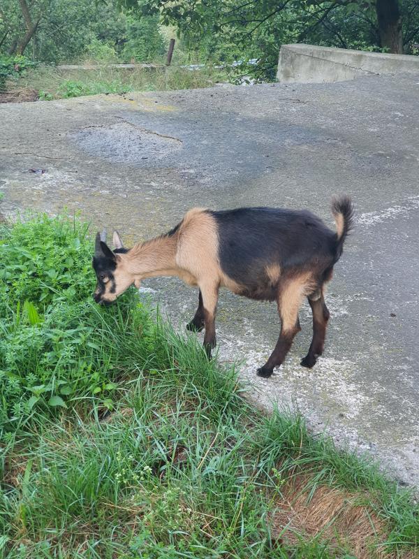 Passeirer Ziegenbock