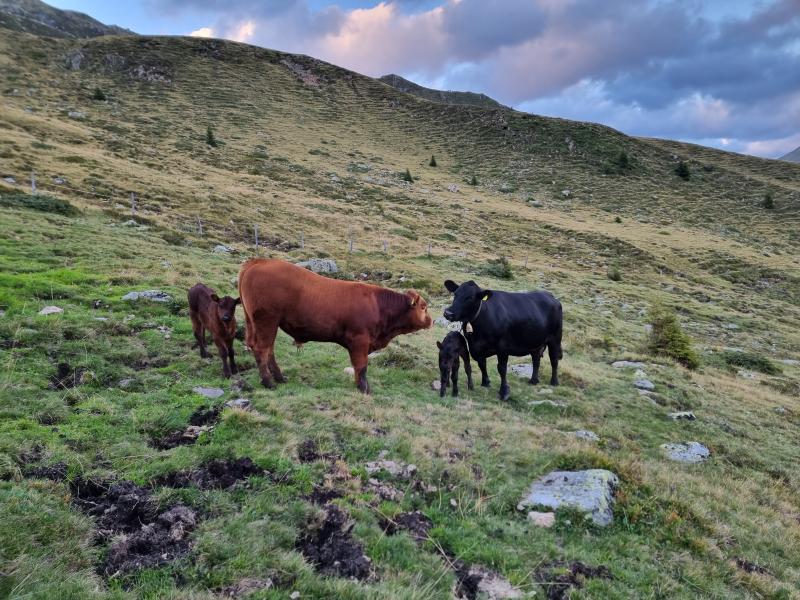 Limousine  Stier