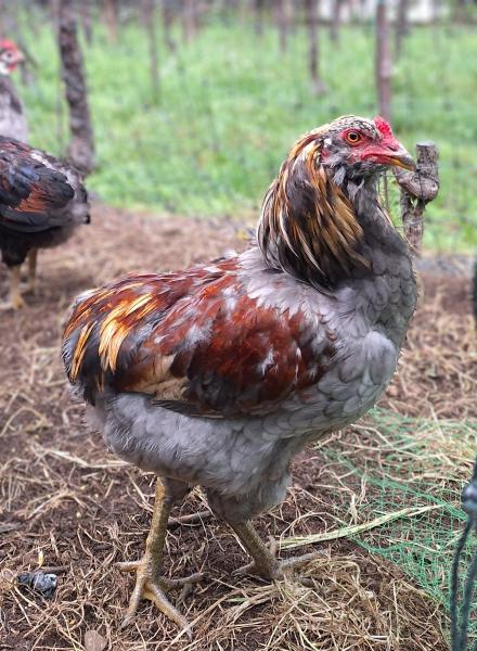 Schöner Araucana-Hahn