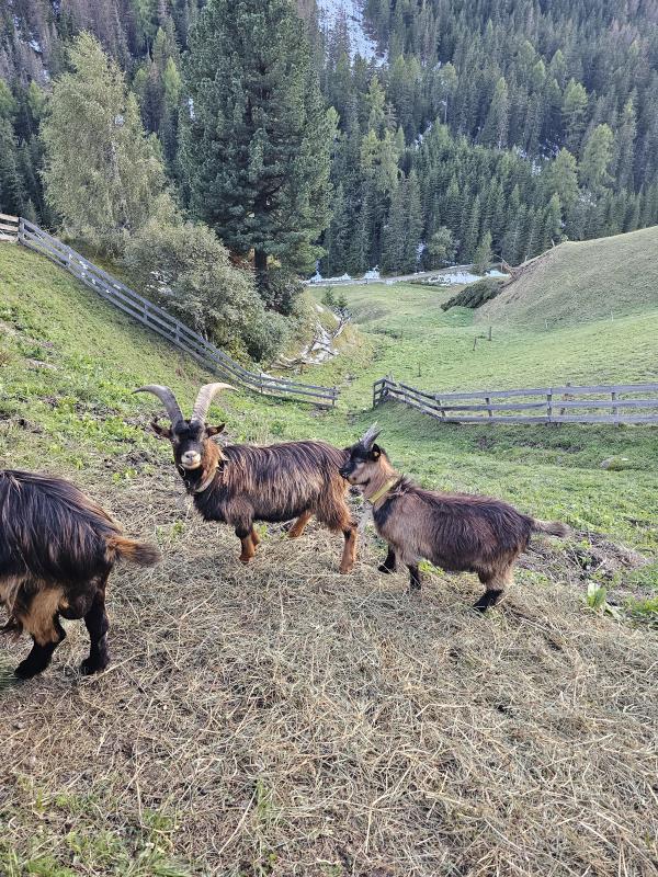 Passeirer Gebirgsziegen