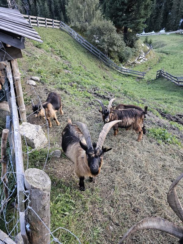 Passeirer Gebirgsziegen