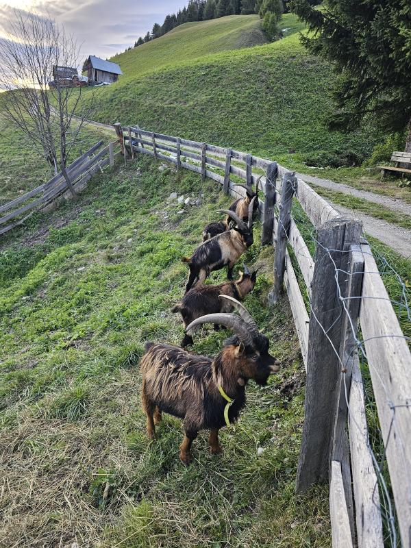 Passeirer Gebirgsziegen