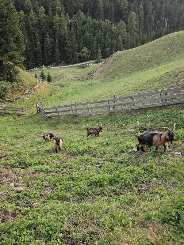 Passeirer Gebirgsziegen