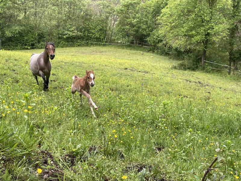 Offenstall für 8 Pferde oder Ponys