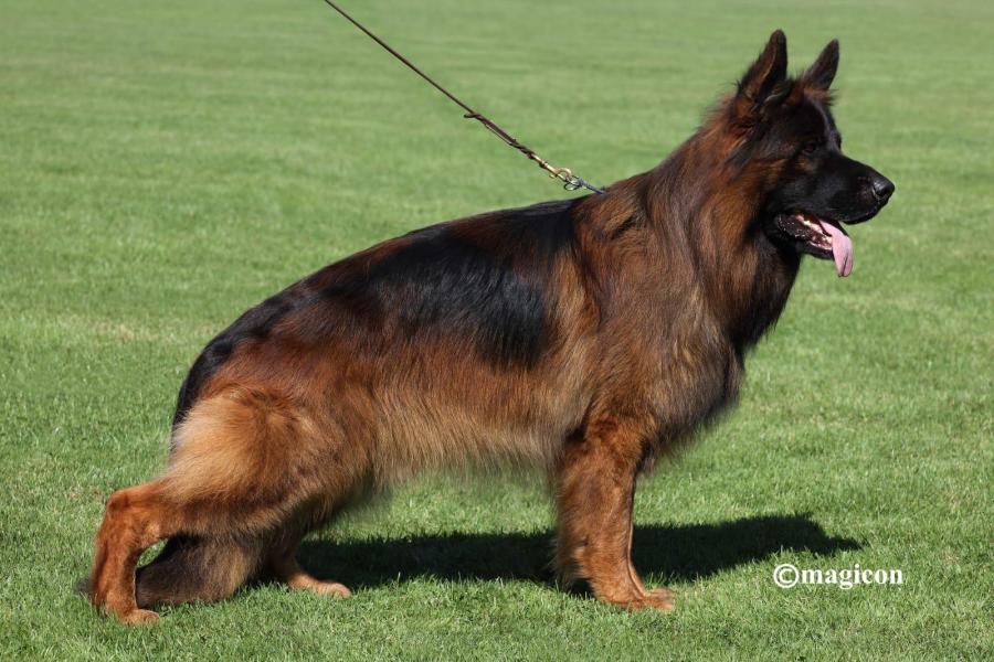 Reinrassige Langhaar Schäferhundwelpen