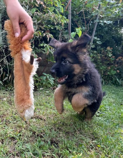 Reinrassige Langhaar Schäferhundwelpen