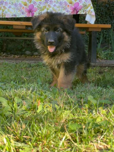 Reinrassige Langhaar Schäferhundwelpen