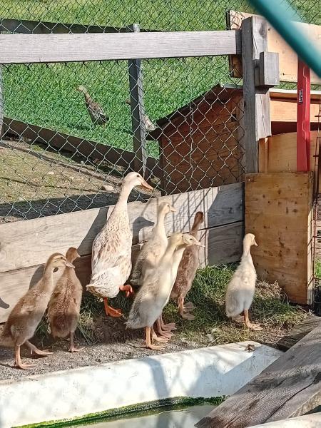 Laufenten zu verkaufen