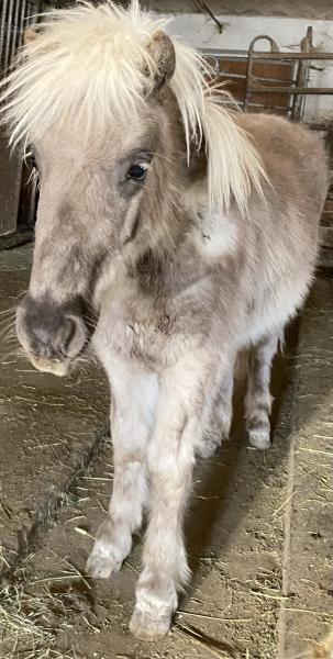 Hübscher Shettlandponyhengst zu verkaufen