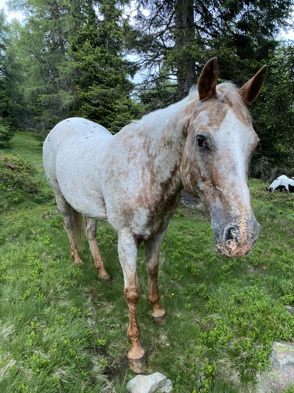 Appaloosa Stute zu verkaufen