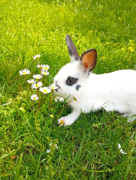 Löwenkopfkaninchen