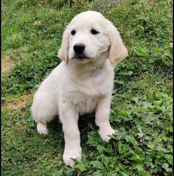 Suche Golden Retriever Rüden zum decken