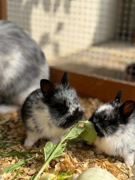 Kaninchen