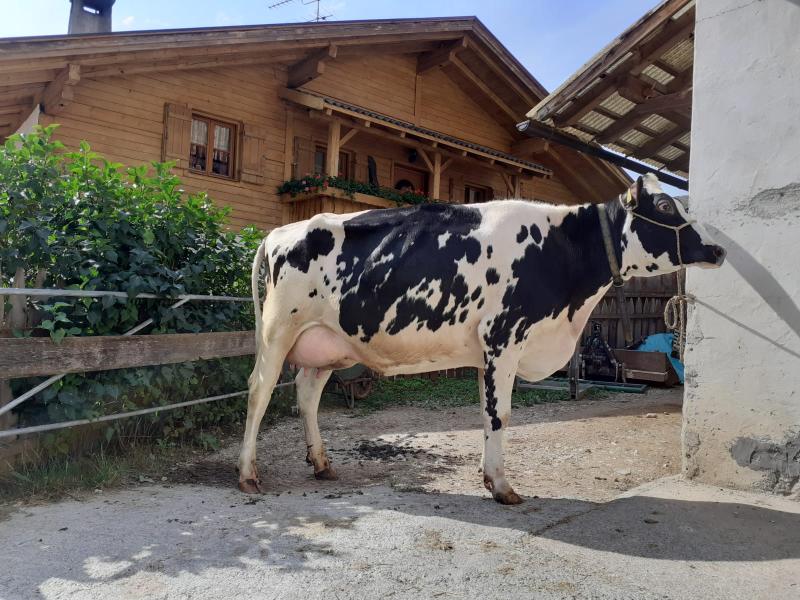 Verkaufe Holstein Erstlingskuh