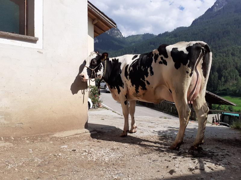 Verkaufe Holstein Erstlingskuh