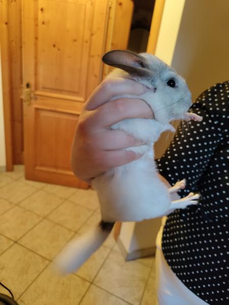 Chinchilla verkaufen