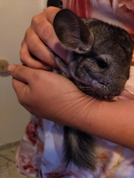 Chinchilla verkaufen