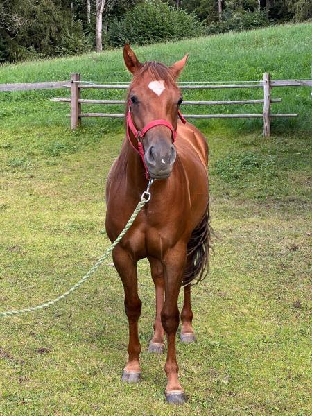 Appaloosa/Quarter Wallach