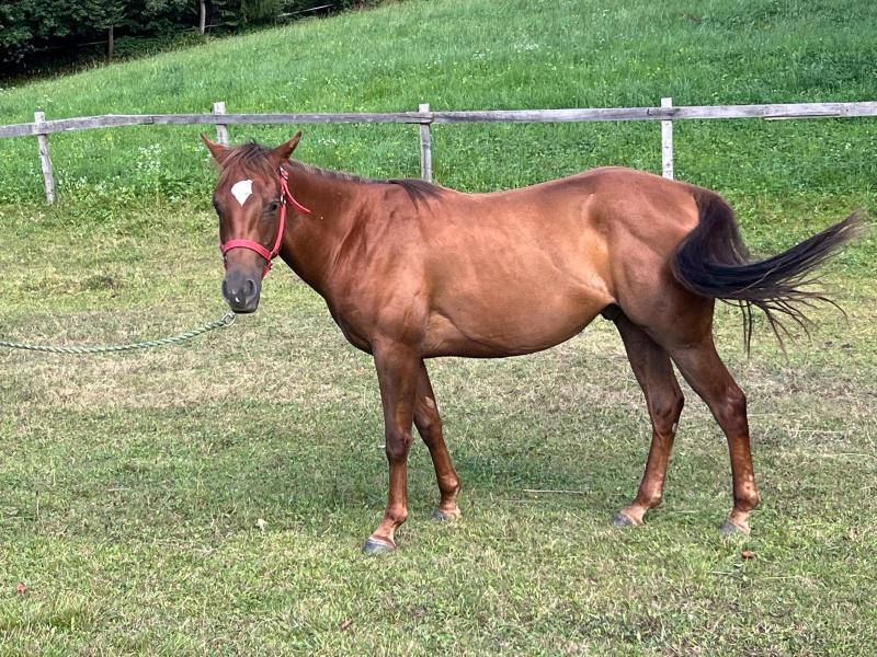 Appaloosa/Quarter Wallach