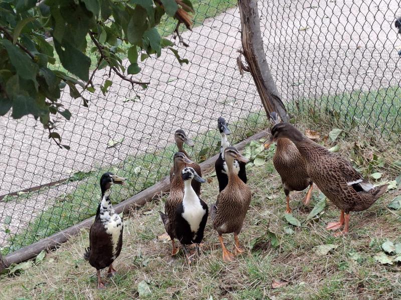 verkaufe junge enten