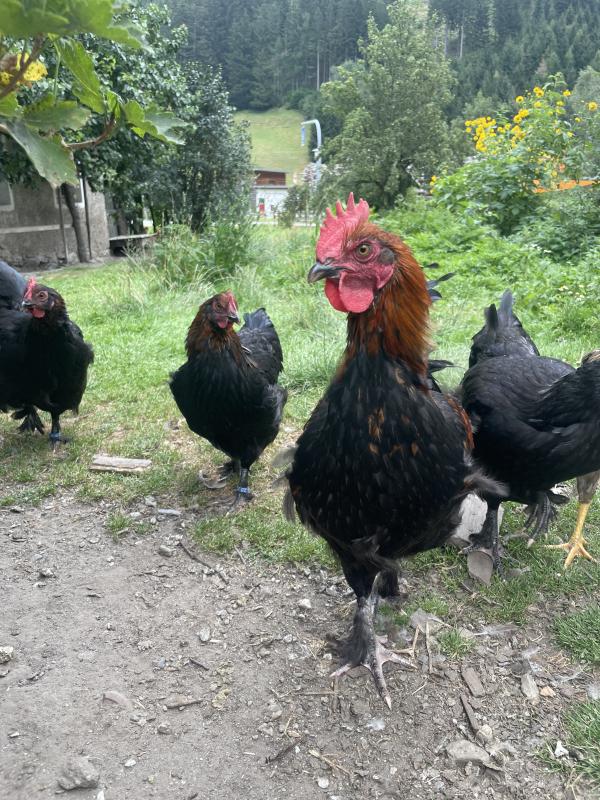 Stamm Marans Hühner