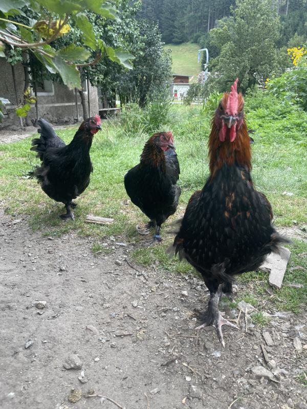 Stamm Marans Hühner