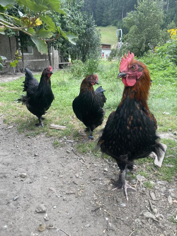 Stamm Marans Hühner