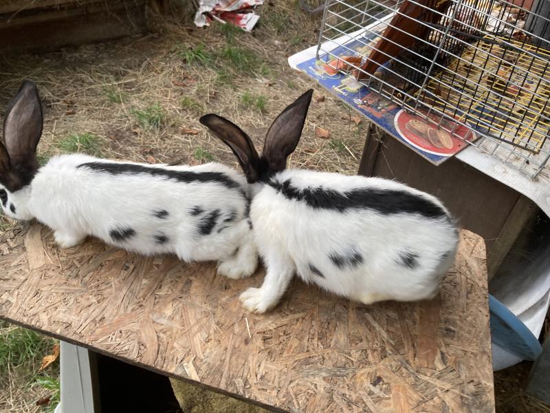 4 riesenschecken knapp 3 Monate