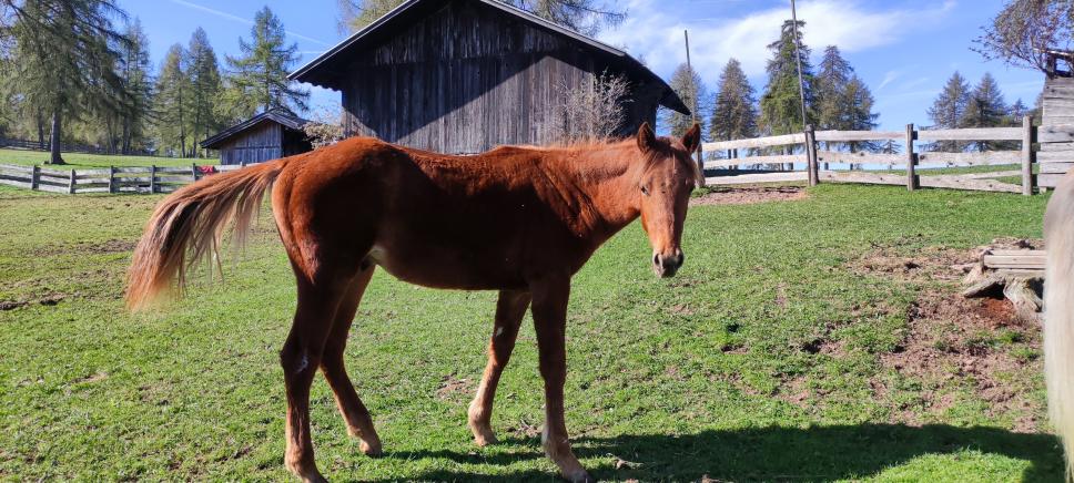 Quarter Horse Wallach