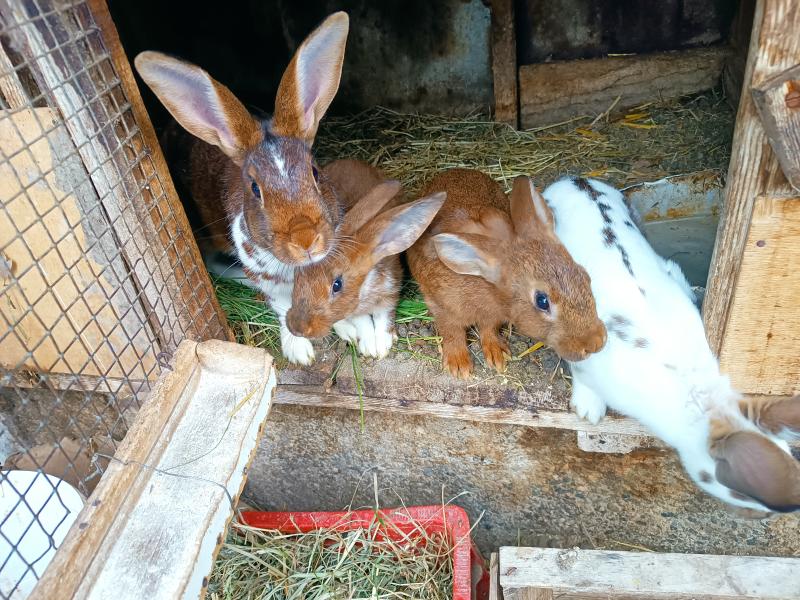 Junge Kaninchen