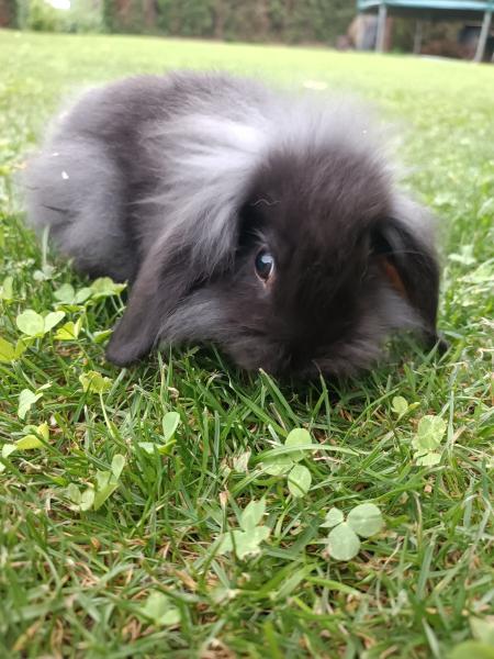 Baby Kaninchen