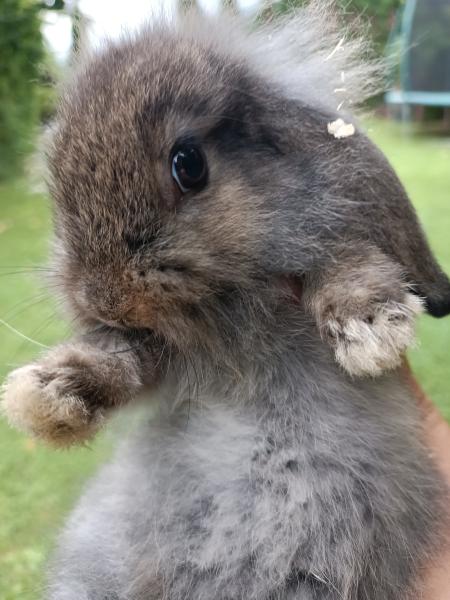 Baby Kaninchen