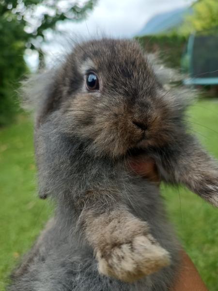 Baby Kaninchen