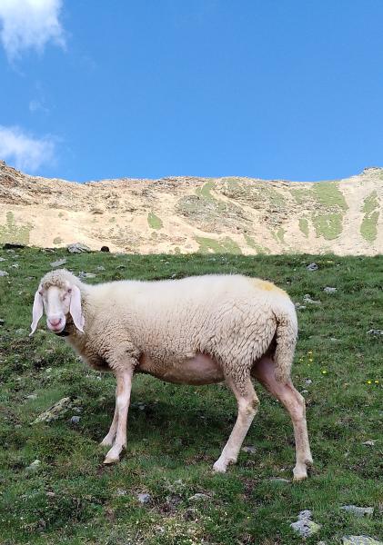 Tiroler Bergschaf