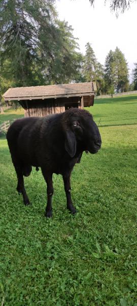 Schwarzer Bergschaf Widder