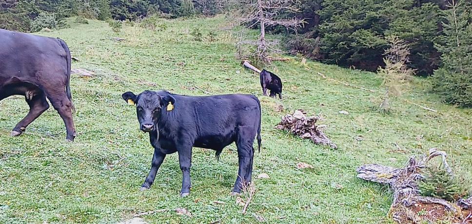 Black Aberdeen Angus Stierkalb