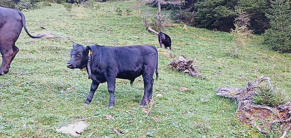 Black Aberdeen Angus Stierkalb