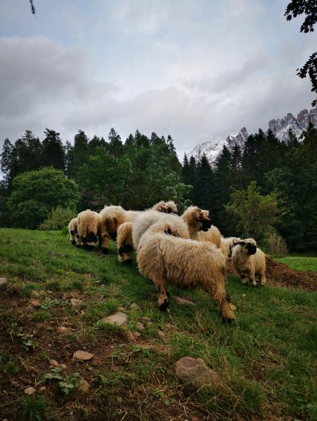 Herde walliser schwarznasen