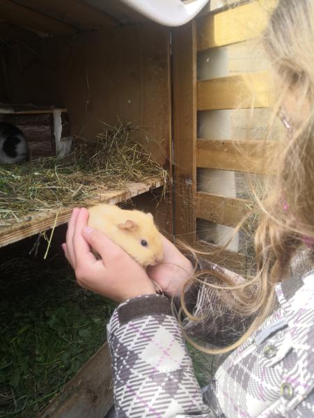 Babymeerschweinchen