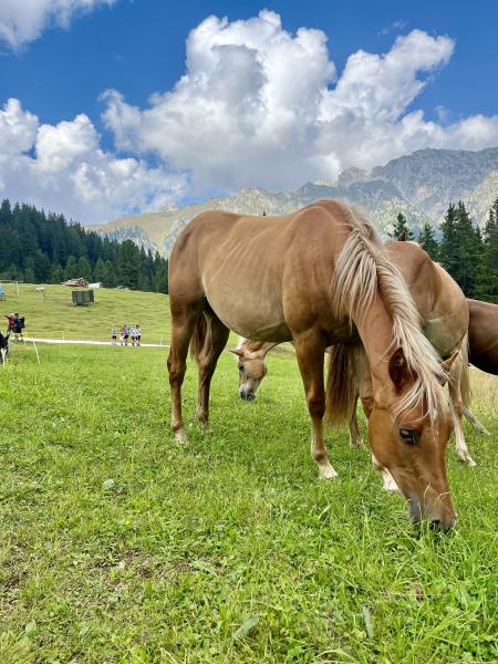 Haflinger-Quarter Stute