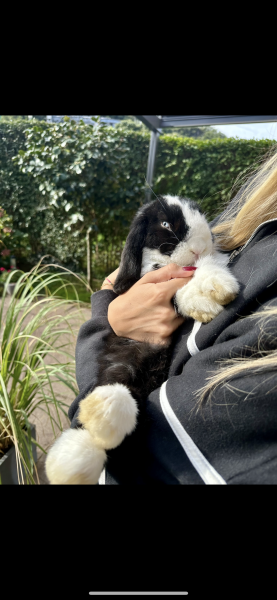 Minilop Kaninchen