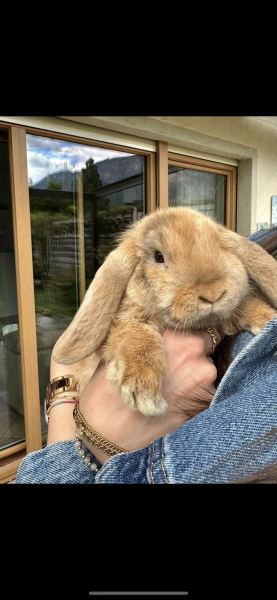 Minilop Kaninchen