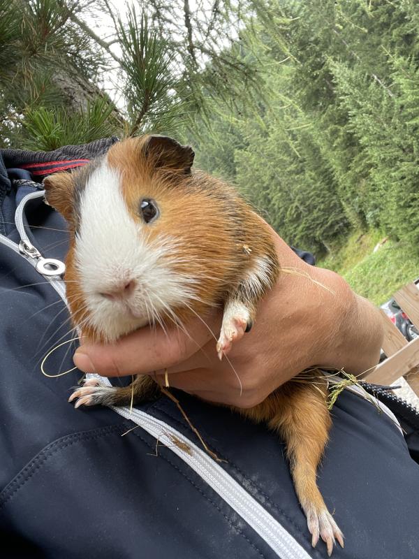 verschenke Meerschweinchen